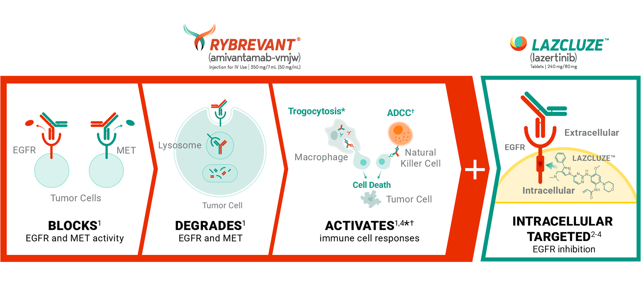 RYBREVANT® (amivantamab) mechanism of action for RYBREVANT® and LAZCLUZE™