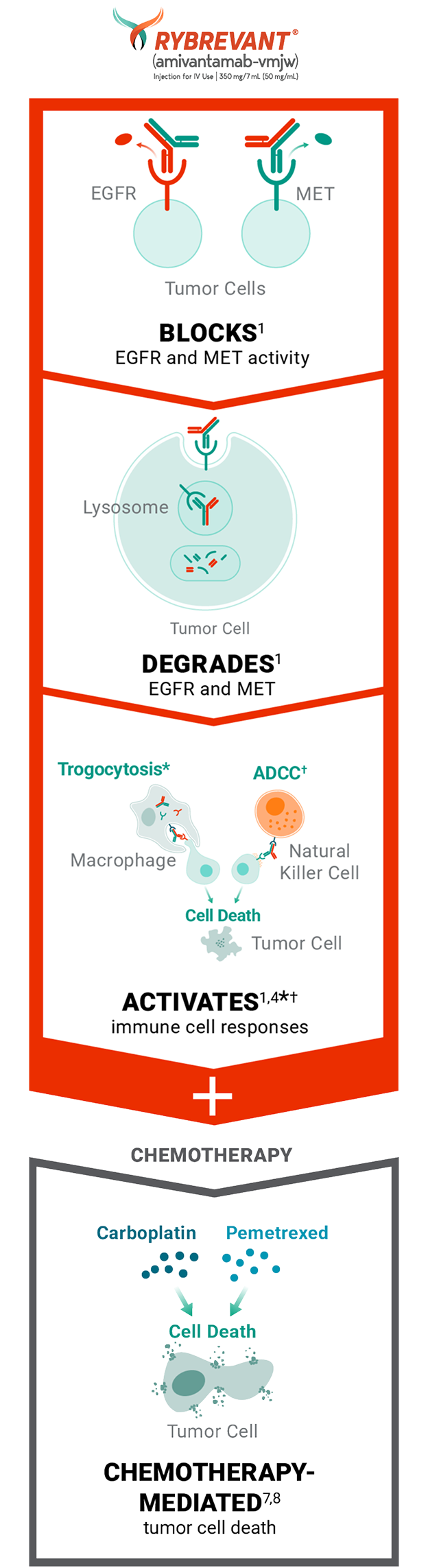 RYBREVANT® (amivantamab) mechanism of action for RYBREVANT® and chemotherapy