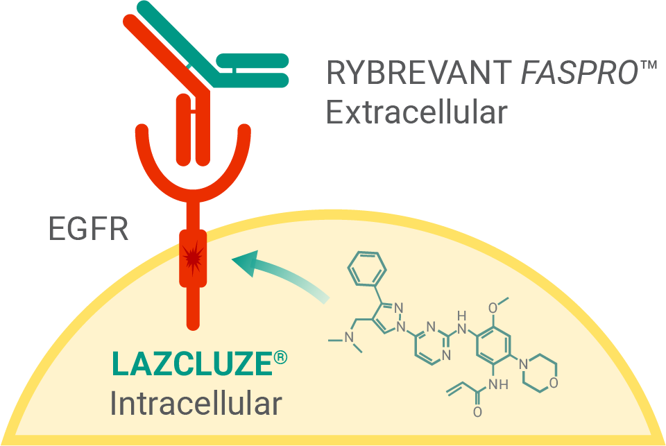 RYBREVANT FASPRO™ & LAZCLUZE® mechanism of action targeting EGFR