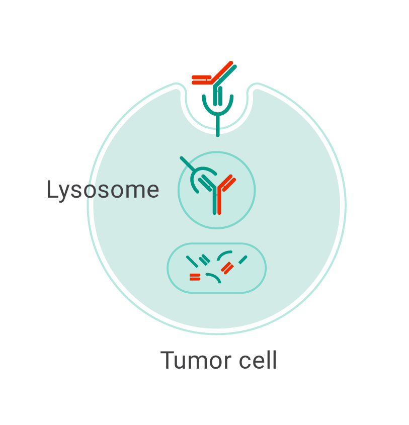 RYBREVANT FASPRO™ mechanism of action degrading EGFR and MET