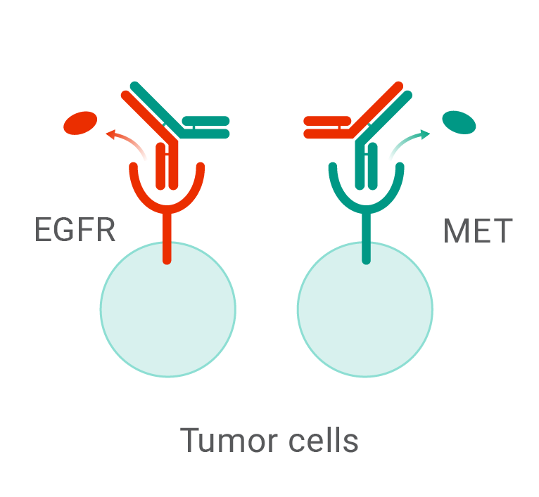 RYBREVANT FASPRO™ mechanism of action blocking EGFR and MET activity