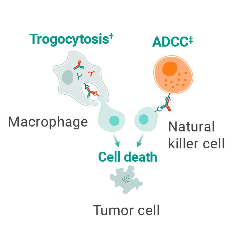RYBREVANT FASPRO™ mechanism of action activating immune cell responses